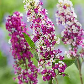 Buddleja Berries and Cream