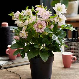 Hellebore Double Ellen Pink