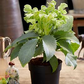 Hellebore Silver Lace