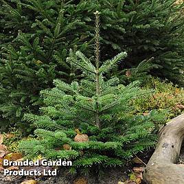 Abies Nordmanniana