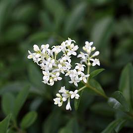 Ligustrum vulgare (Hedging)