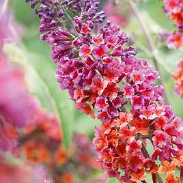 Buddleja Flower Power