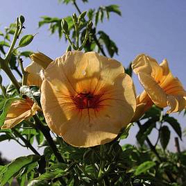 Campsis x tagliabuana Yellow Trumpet