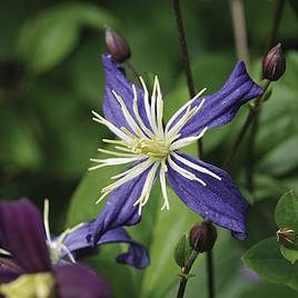 Clematis x aromatica