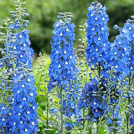 Delphinium Summer Skies (Pacific Hybrid)