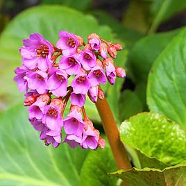 Bergenia purpurascens