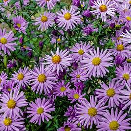 Aster Barbados (Island Series)