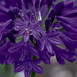 Agapanthus Northern Star