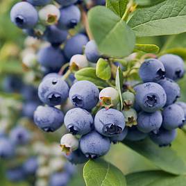 Blueberry Spartan