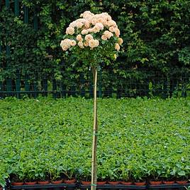 Rose Sweetie (Patio Rose Standard)