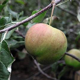 Apple Jonagold