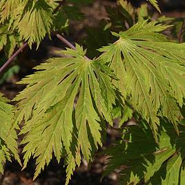 Acer japonicum Aconitifolium