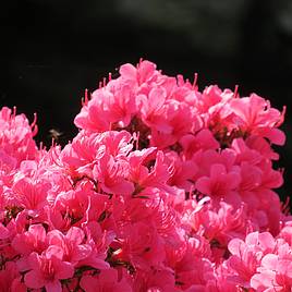 Rhododendron Silvester (Azalea Group)