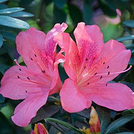 Rhododendron Pink Pancake (Azalea Group)