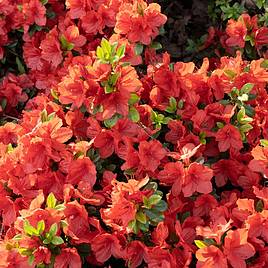 Azalea Geisha Orange