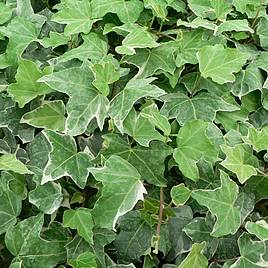 Hedera helix Glacier