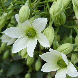 Clematis Michiko™ evipo044