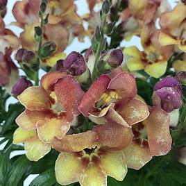 Antirrhinum Bronze Apricot