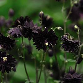 Aquilegia vulgaris var. stellata Black Barlow