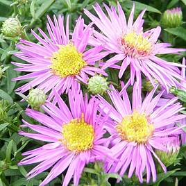 Aster novi-belgii Dandy