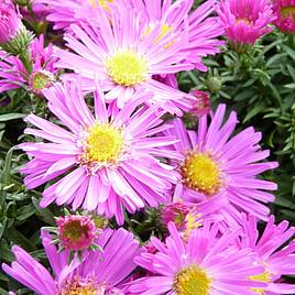 Aster novi-belgii Alice Haslam