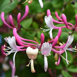 Honeysuckle Belgica