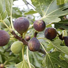 Fig Ice Crystal