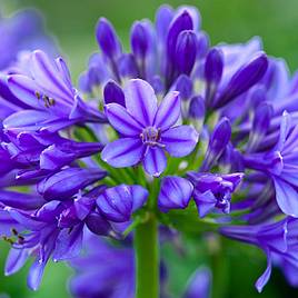 Agapanthus Brilliant Blue