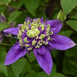 Clematis florida Taiga