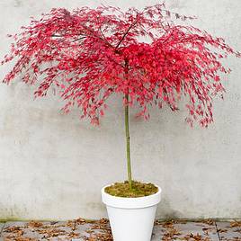 Acer palmatum Emerald Lace