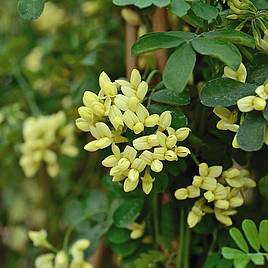 Coronilla valentina subsp. glauca Citrina