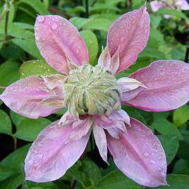 Clematis Josephine™ evijohill