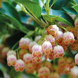 Enkianthus campanulatus