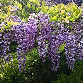 Wisteria sinensis (Patio Standard)