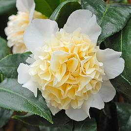 Camellia Brushfields Yellow