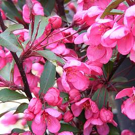 Crab Apple Prairifire