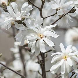 Magnolia stellata