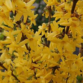 Forsythia x intermedia Week-End