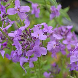 Hesperis Matronalis