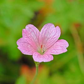 Geranium oxonianum Wargrave Pink