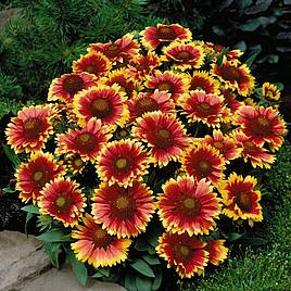 Gaillardia aristata Arizona Sun