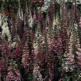 Foxglove Foxy