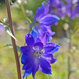 Delphinium Blue Bird (Pacific Hybrid)