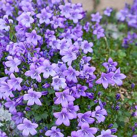 Campanula poscharskyana