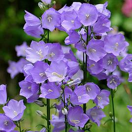 Campanula persicifolia Telham Beauty