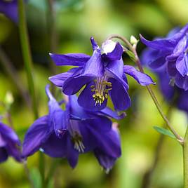 Aquilegia vulgaris