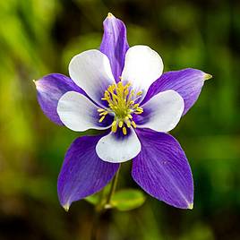 Aquilegia Blue Star