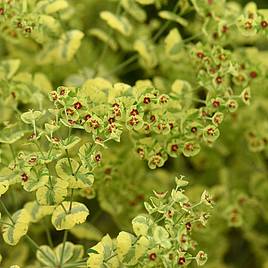 Euphorbia x martini Ascot Rainbow