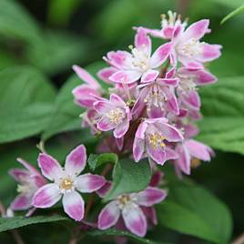 Deutzia Tourbillon Rouge
