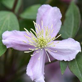 Clematis Elizabeth